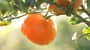CS_Sunkiust_buying_716x403.jpg
